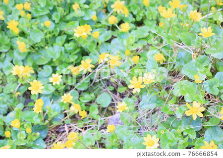 小白屈菜花 小白屈菜花 76666854