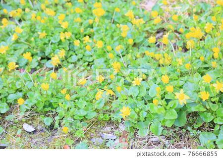 小白屈菜花 小白屈菜花 76666855