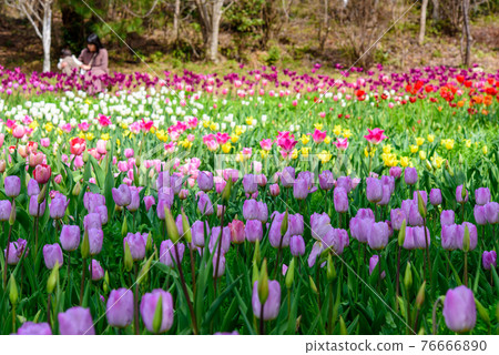 Kochi Prefecture is a tulip in full bloom in Monet's garden 76666890