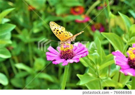 一隻雄性百日菊,一隻棲息在粉紅色百日菊上並吮吸蜂蜜的蝴蝶 一隻雄性百日菊,一隻棲息在粉紅色百日菊上並吮吸蜂蜜的蝴蝶 76666986