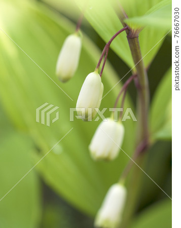 White, neat flowers that bloom side by side like bells 76667030
