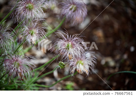 Okinagusa Okinagusa 76667561