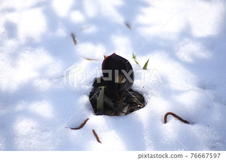 Skunk cabbage flowers in the snow Skunk cabbage flowers in the snow 76667597