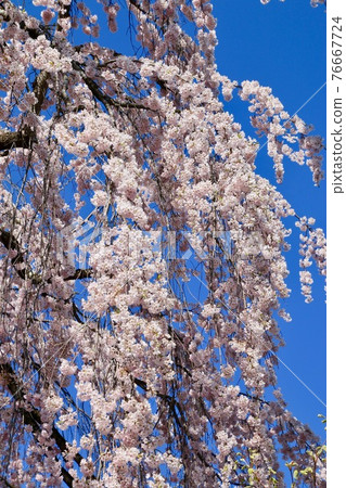Sakura at Dairyuji Temple (Aizuwakamatsu City, Fukushima Prefecture) Sakura at Dairyuji Temple (Aizuwakamatsu City, Fukushima Prefecture) 76667724