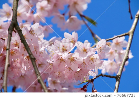 Sakura at Dairyuji Temple (Aizuwakamatsu City, Fukushima Prefecture) 76667725