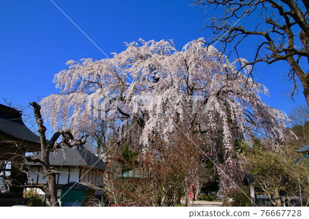 Sakura at Dairyuji Temple (Aizuwakamatsu City, Fukushima Prefecture) 76667728