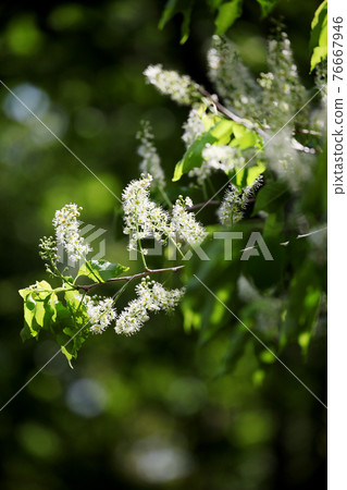 Uwamizuzakura 76667946