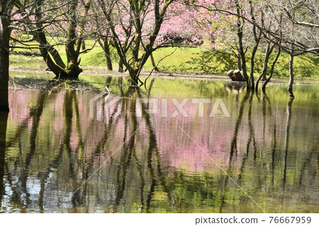 The water surface sways in pink The water surface sways in pink 76667959