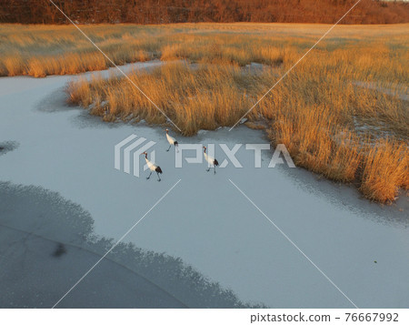 Aerial view, Kushiro Wetland in early winter and Japanese crane family (Shibecha Town, Hokkaido) 76667992