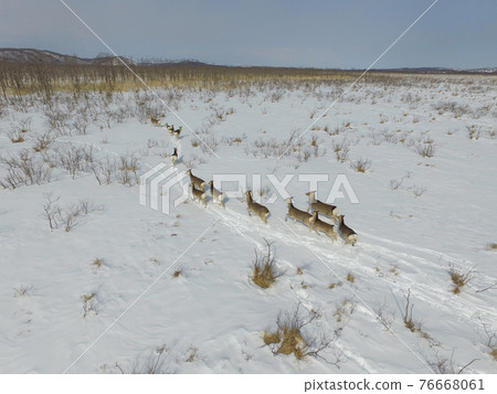 Aerial view ・ A group of sika deer running in the Kushiro Marsh in winter (Shibecha Town, Hokkaido) 76668061