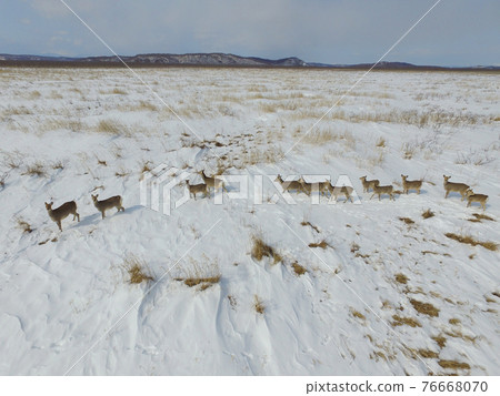 Aerial view ・ Ezo deer flocking to Kushiro Marsh in winter (Shibecha Town, Hokkaido) 76668070