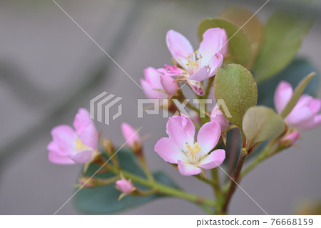 紅花沙欽拜 76668159