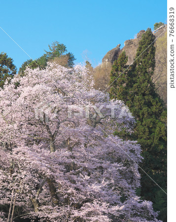 [April 2021] Akiyama's piece cherry blossoms and turtle rock 76668319