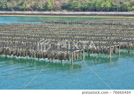 【牡蠣養殖】廣島縣吳市下鐮裡町 76668484