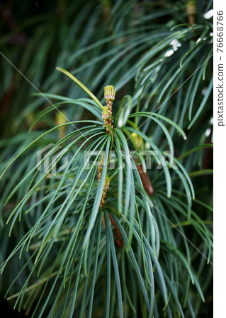 日本金松藻 76668766