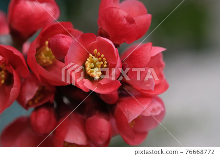 花弄皺了 花弄皺了 76668772