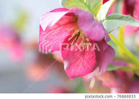 Christmas rose flowers 76668833