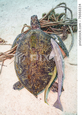 Sea turtle 76668834