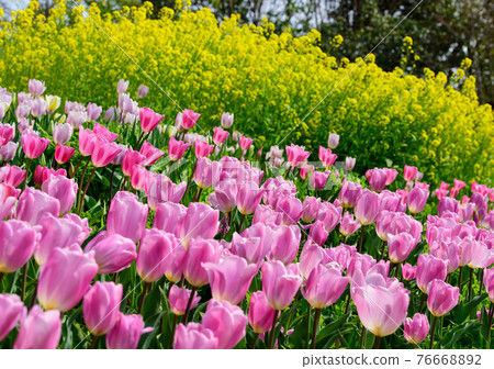 Kochi Prefecture has tulips and rape blossoms in Monet's garden 76668892