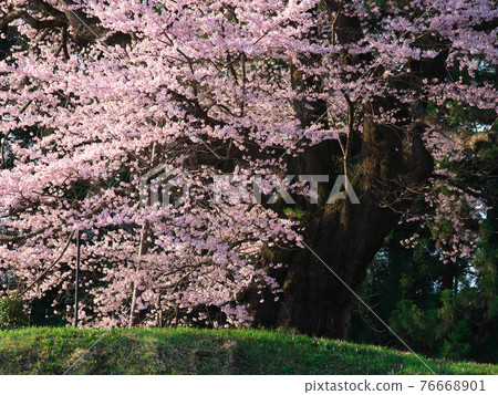 【2021 年 4 月】秋山之片櫻花盛開 76668901