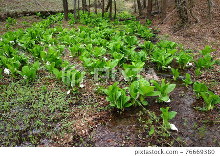 Oko Green Flower Ranch Mizubasho Oko Green Flower Ranch Mizubasho 76669380