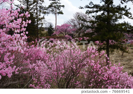 Akayashio on the hill of Yashiotsutsuji Akayashio on the hill of Yashiotsutsuji 76669541