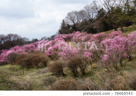 Akayashio on the hill of Yashiotsutsuji Akayashio on the hill of Yashiotsutsuji 76669543