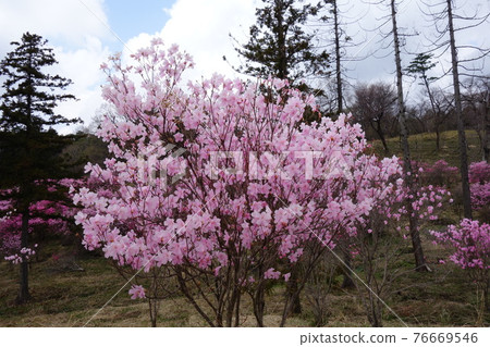 Akayashio on the hill of Yashiotsutsuji Akayashio on the hill of Yashiotsutsuji 76669546