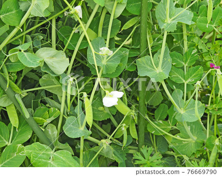 Snow peas and white flowers that grow in the field 76669790