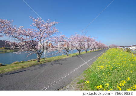 Rows of cherry blossom trees and rape blossoms on the banks of the Ima River in Yukuhashi City, Fukuoka Prefecture Rows of cherry blossom trees and rape blossoms on the banks of the Ima River in Yukuhashi City, Fukuoka Prefecture 76669828