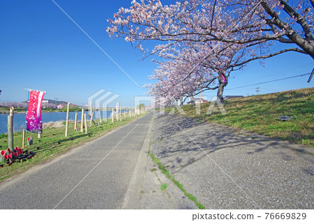 福岡縣行橋市今川河床上的櫻花道和竹燈籠 福岡縣行橋市今川河床上的櫻花道和竹燈籠 76669829