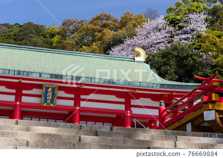 Akama Shrine and Sakura Akama Shrine and Sakura 76669884