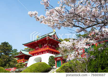 Akama Shrine and Sakura Akama Shrine and Sakura 76669887