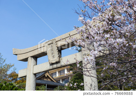 Akama Shrine and Sakura Akama Shrine and Sakura 76669888
