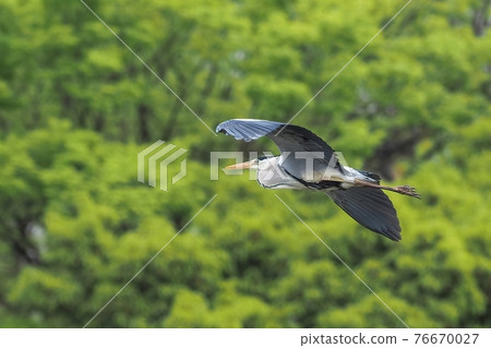 Gray Heron Flying Gracefully with Fresh Green Background 76670027