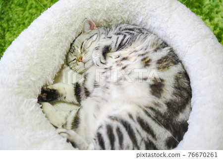 Curled cat Curled cat 76670261