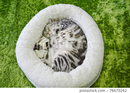 Curled cat Curled cat 76670262