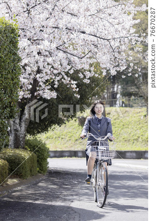 A high school girl who goes to school by bicycle on the cherry blossom blooming school road 76670287