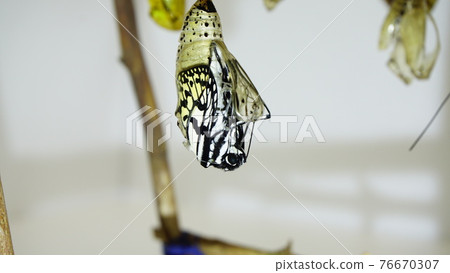 The beginning of the emergence of the large tree nymph The beginning of the emergence of the large tree nymph 76670307