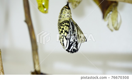 The emergence of the large tree nymph begins The emergence of the large tree nymph begins 76670308