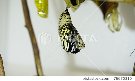 緊接大樹若蟲初現 緊接大樹若蟲初現 76670310