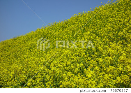 Rape blossoms along the Hirose River promenade Rape blossoms along the Hirose River promenade 76670327