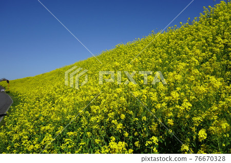 Rape blossoms along the Hirose River promenade Rape blossoms along the Hirose River promenade 76670328