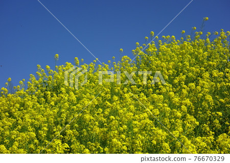 Rape blossoms along the Hirose River promenade Rape blossoms along the Hirose River promenade 76670329