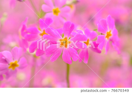 櫻草春櫻草紫粉紅 照片素材 圖片 圖庫