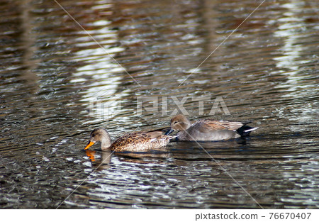 蘆葦鴨 76670407
