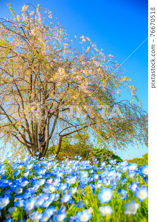 垂枝櫻花和花粉蝶 76670518