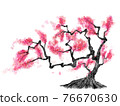 Old tree with peach blossoms 76670630
