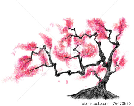 Old tree with peach blossoms Old tree with peach blossoms 76670630