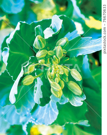 Cabbage bud 1 Cabbage bud 1 76670633